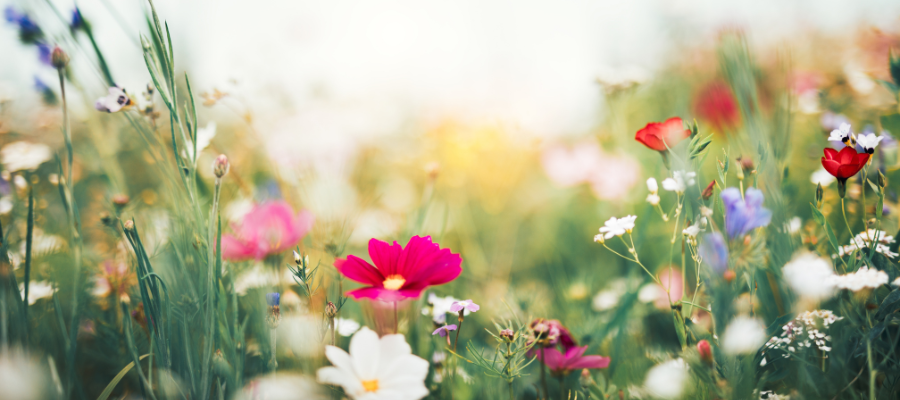 Plastic Free Summer